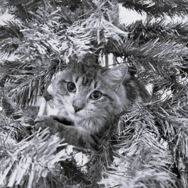 Penny